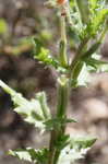 Cutleaf evening-primrose